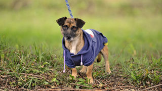 DasPas i street art umjetnici pomažu Azil Dumovec(psić,dogs) DasPas i street art umjetnici pomažu Azil Dumovec(psić,dogs)