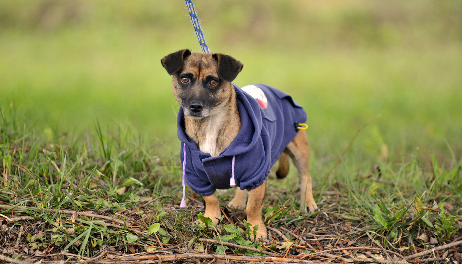 DasPas i street art umjetnici pomažu Azil Dumovec(psić,dogs) DasPas i street art umjetnici pomažu Azil Dumovec(psić,dogs)