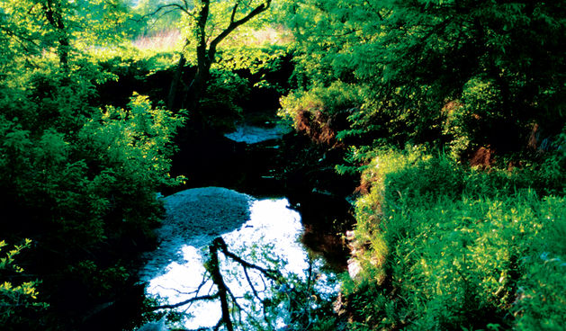 priroda (foto: www.kshs.org)