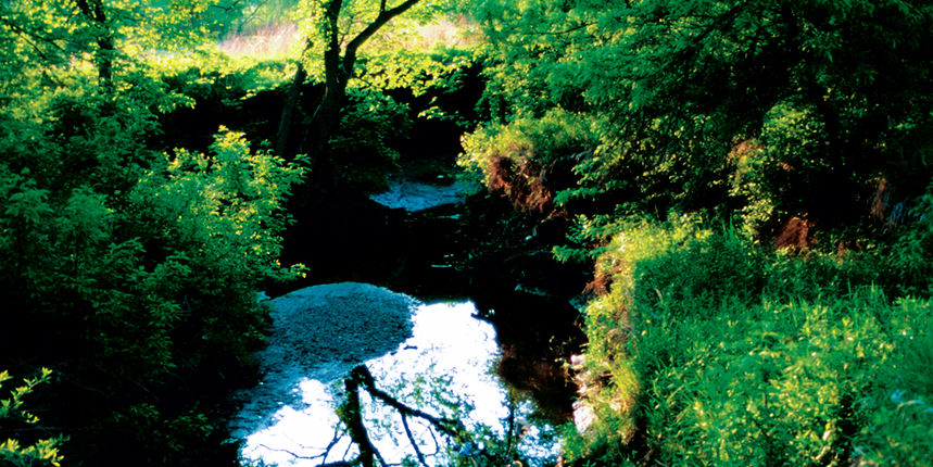 priroda (foto: www.kshs.org)