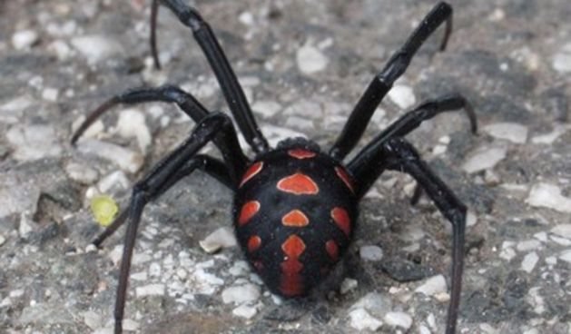 Crna udovica, Foto; CROPIX