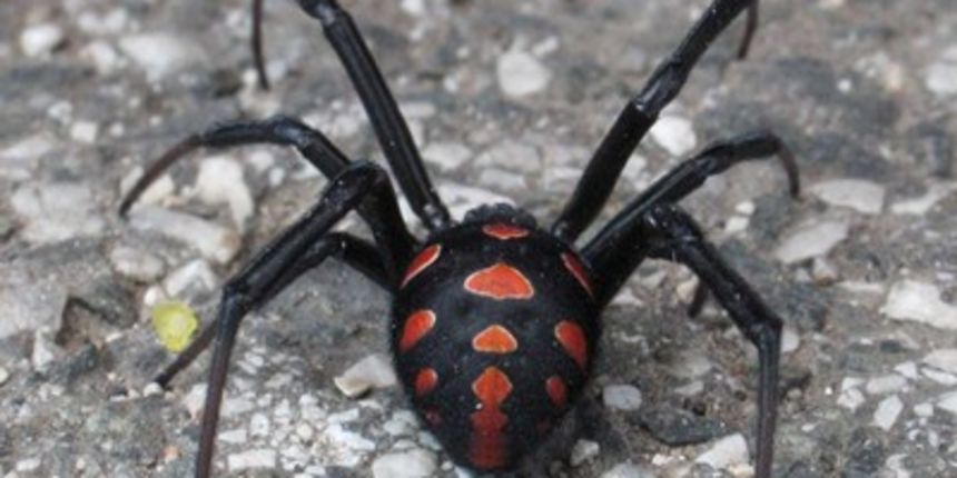 Crna udovica, Foto; CROPIX