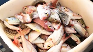 Vir: Memorijalni udičarski kup “Tonči Spavalica”