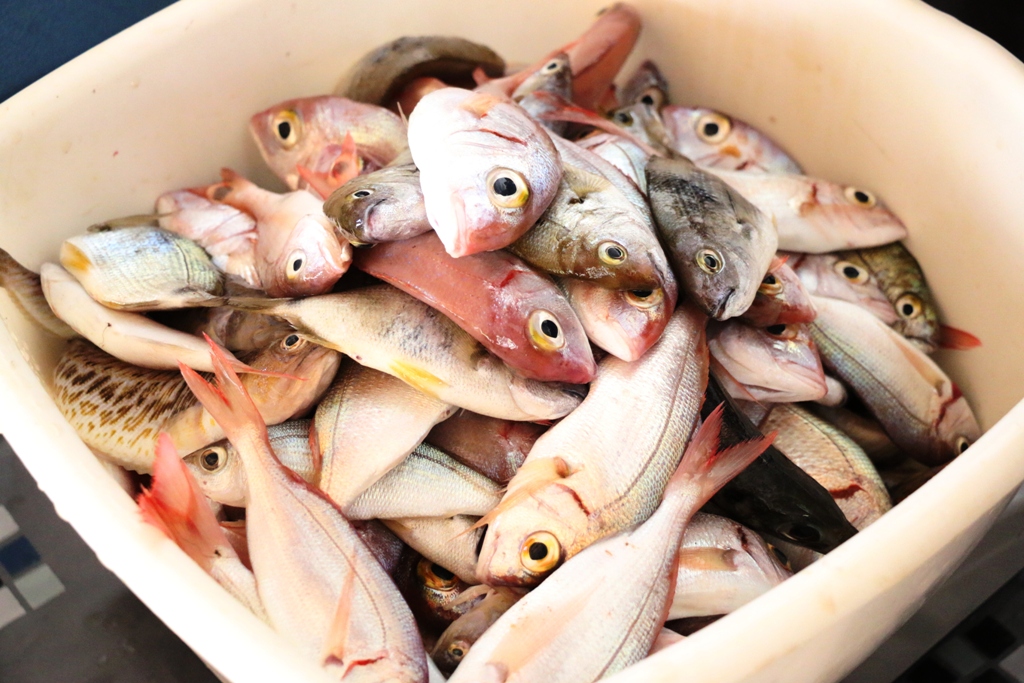 Vir: Memorijalni udičarski kup “Tonči Spavalica”