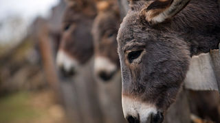 Farma “Dar-mar” (foto:Saša Čuka)