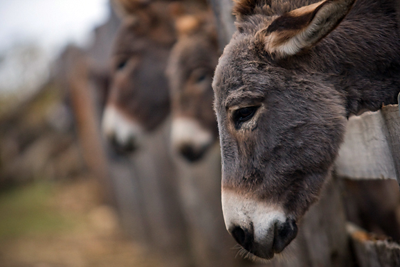 Farma “Dar-mar” (foto:Saša Čuka)