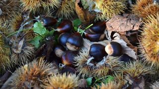 Pitomi kesten (Castanea sativa) jedan je od najprepoznatljivijih plodova jeseni. Photo: Borna Filić/PIXSELL Pitomi kesten (Castanea sativa) jedan je od najprepoznatljivijih plodova jeseni. Photo: Borna Filić/PIXSELL