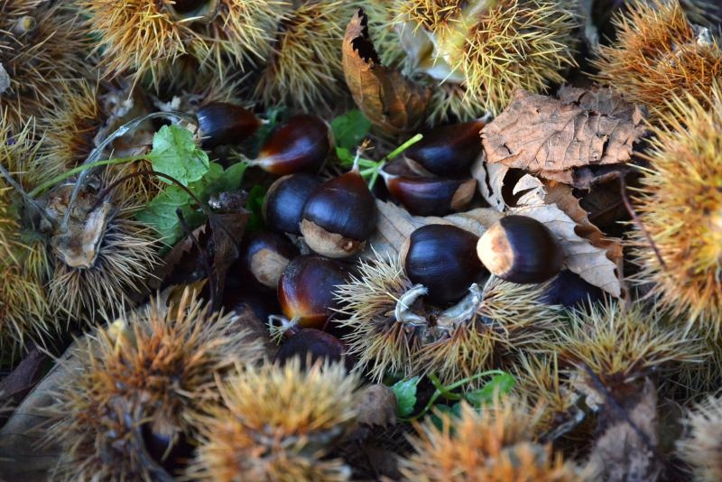Pitomi kesten (Castanea sativa) jedan je od najprepoznatljivijih plodova jeseni. Photo: Borna Filić/PIXSELL Pitomi kesten (Castanea sativa) jedan je od najprepoznatljivijih plodova jeseni. Photo: Borna Filić/PIXSELL