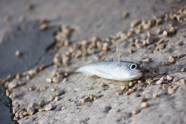 Kup sv. Krševana – Natjecanje u ribolovu s rive (foto:Saša Čuka) Kup sv. Krševana – Natjecanje u ribolovu s rive (foto:Saša Čuka)