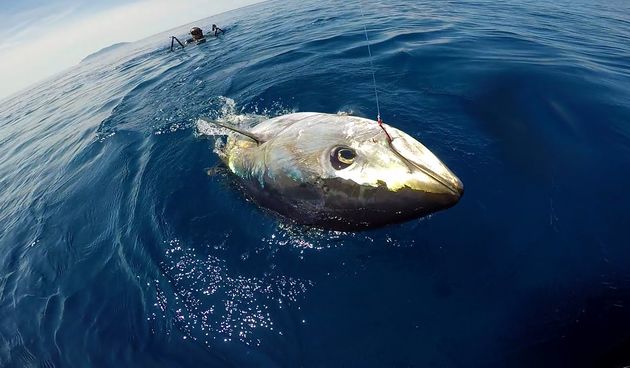 Četrdeset posada stiže na ” Tuna fever Rogoznica”!