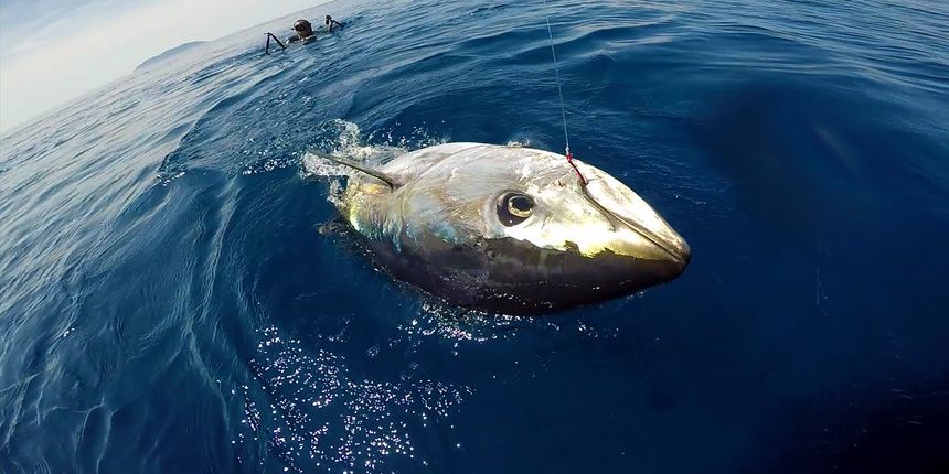 Četrdeset posada stiže na ” Tuna fever Rogoznica”!