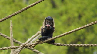 Zagreb, 080412.
U Zooloskom vrtu grada Zagreba neke od zivotinja tradicionalno su bile pocascene uskrsnim jajima. U sarenim pisanicama uzivali su lemuri, smedji kapucini, nosati rakuni, grivasti vukovi i ogrlicaste pekarije.
Na fotografiji: Smedji kapucin Zagreb, 080412.
U Zooloskom vrtu grada Zagreba neke od zivotinja tradicionalno su bile pocascene uskrsnim jajima. U sarenim pisanicama uzivali su lemuri, smedji kapucini, nosati rakuni, grivasti vukovi i ogrlicaste pekarije.
Na fotografiji: Smedji kapucin