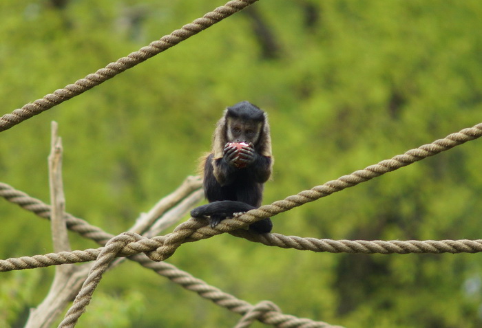 Zagreb, 080412.
U Zooloskom vrtu grada Zagreba neke od zivotinja tradicionalno su bile pocascene uskrsnim jajima. U sarenim pisanicama uzivali su lemuri, smedji kapucini, nosati rakuni, grivasti vukovi i ogrlicaste pekarije.
Na fotografiji: Smedji kapucin Zagreb, 080412.
U Zooloskom vrtu grada Zagreba neke od zivotinja tradicionalno su bile pocascene uskrsnim jajima. U sarenim pisanicama uzivali su lemuri, smedji kapucini, nosati rakuni, grivasti vukovi i ogrlicaste pekarije.
Na fotografiji: Smedji kapucin