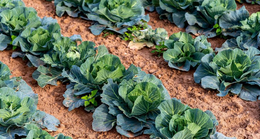 kupus zelje kupus zelje