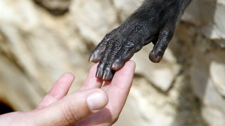 Zadar, 270510.
Prijatelji zivotinja se pobunili protiv improviziranog ZOO-a u Obrovcu. Vlasnik restorana Anita Milan Anic uz janjetinu s raznja u svojoj ponudi drzi i egzoticne zivotinje, majmune, klokane, nojeve, rode, rakune.
Foto: Jure Miskovic / CROPI Zadar, 270510.
Prijatelji zivotinja se pobunili protiv improviziranog ZOO-a u Obrovcu. Vlasnik restorana Anita Milan Anic uz janjetinu s raznja u svojoj ponudi drzi i egzoticne zivotinje, majmune, klokane, nojeve, rode, rakune.
Foto: Jure Miskovic / CROPI