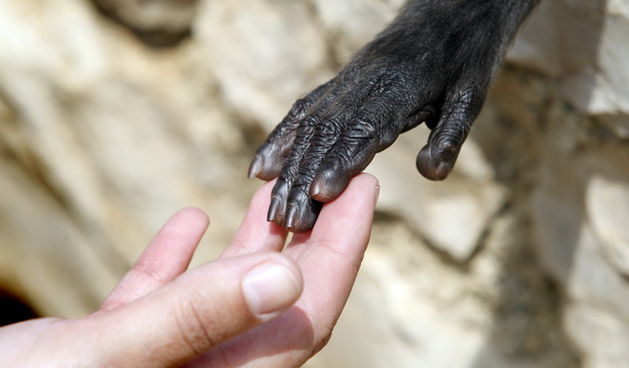 Zadar, 270510.
Prijatelji zivotinja se pobunili protiv improviziranog ZOO-a u Obrovcu. Vlasnik restorana Anita Milan Anic uz janjetinu s raznja u svojoj ponudi drzi i egzoticne zivotinje, majmune, klokane, nojeve, rode, rakune.
Foto: Jure Miskovic / CROPI