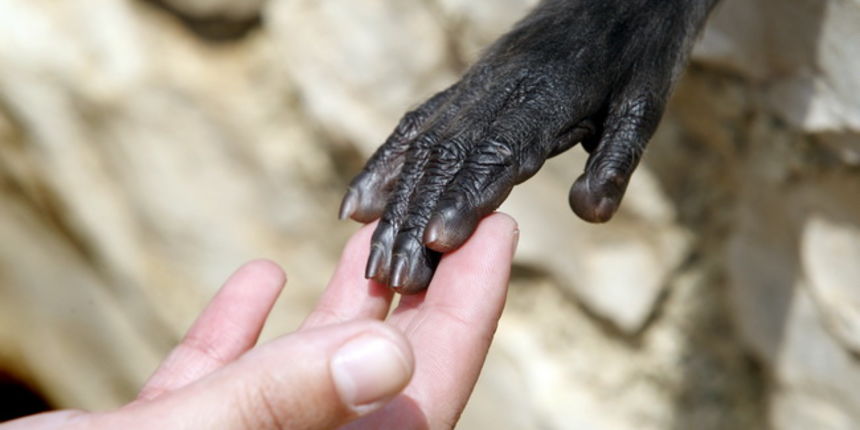 Zadar, 270510.
Prijatelji zivotinja se pobunili protiv improviziranog ZOO-a u Obrovcu. Vlasnik restorana Anita Milan Anic uz janjetinu s raznja u svojoj ponudi drzi i egzoticne zivotinje, majmune, klokane, nojeve, rode, rakune.
Foto: Jure Miskovic / CROPI Zadar, 270510.
Prijatelji zivotinja se pobunili protiv improviziranog ZOO-a u Obrovcu. Vlasnik restorana Anita Milan Anic uz janjetinu s raznja u svojoj ponudi drzi i egzoticne zivotinje, majmune, klokane, nojeve, rode, rakune.
Foto: Jure Miskovic / CROPI