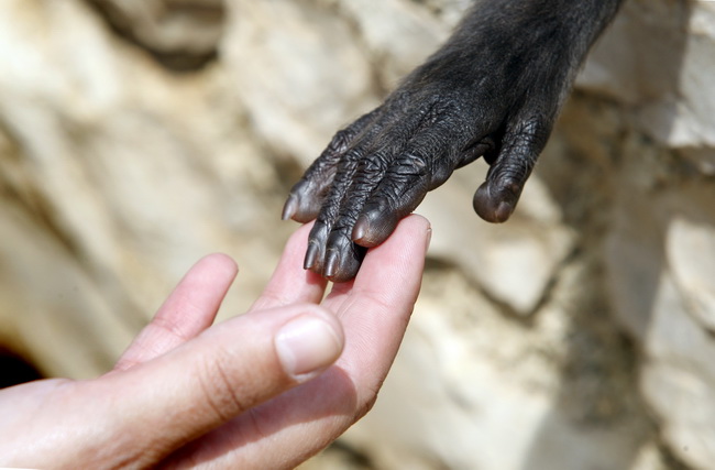 Zadar, 270510.
Prijatelji zivotinja se pobunili protiv improviziranog ZOO-a u Obrovcu. Vlasnik restorana Anita Milan Anic uz janjetinu s raznja u svojoj ponudi drzi i egzoticne zivotinje, majmune, klokane, nojeve, rode, rakune.
Foto: Jure Miskovic / CROPI Zadar, 270510.
Prijatelji zivotinja se pobunili protiv improviziranog ZOO-a u Obrovcu. Vlasnik restorana Anita Milan Anic uz janjetinu s raznja u svojoj ponudi drzi i egzoticne zivotinje, majmune, klokane, nojeve, rode, rakune.
Foto: Jure Miskovic / CROPI