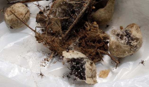 Zadar, 161109.
Jutros je kraj svoje kuce u Galovcu kraj Zadra, Darko Burcul pronasao nekoliko stotina crnih udovica.
Foto: Jure Miskovic / CROPIX