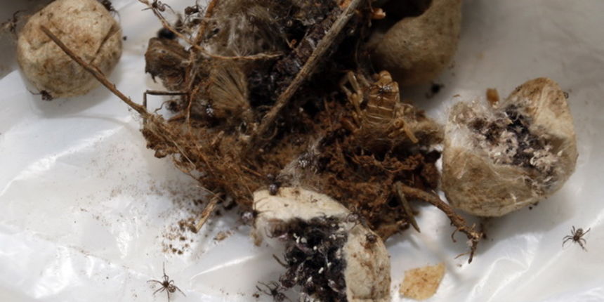 Zadar, 161109.
Jutros je kraj svoje kuce u Galovcu kraj Zadra, Darko Burcul pronasao nekoliko stotina crnih udovica.
Foto: Jure Miskovic / CROPIX Zadar, 161109.
Jutros je kraj svoje kuce u Galovcu kraj Zadra, Darko Burcul pronasao nekoliko stotina crnih udovica.
Foto: Jure Miskovic / CROPIX