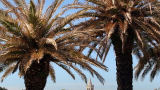 Zadar, 100412.
Palme na Obali kneza Branimira osusile su se , sto je posljedica ovogodisnje natprosjecno hladne i snijezne zime. Uskoro ce radnici Nasada pozutjelo lisce odrezati, sto ce olaksati rast zelenih mladica.
Foto: Jure Miskovic / CROPIX