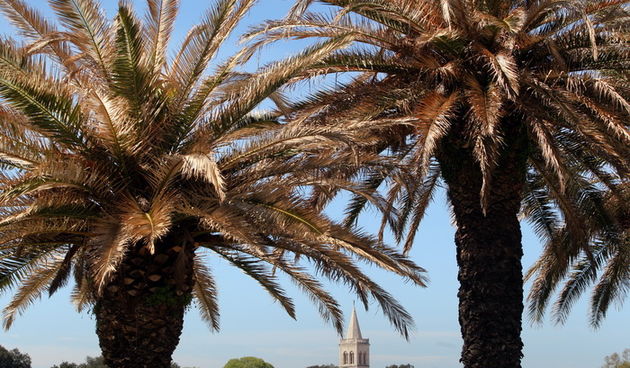 Zadar, 100412.
Palme na Obali kneza Branimira osusile su se , sto je posljedica ovogodisnje natprosjecno hladne i snijezne zime. Uskoro ce radnici Nasada pozutjelo lisce odrezati, sto ce olaksati rast zelenih mladica.
Foto: Jure Miskovic / CROPIX