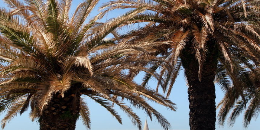 Zadar, 100412.
Palme na Obali kneza Branimira osusile su se , sto je posljedica ovogodisnje natprosjecno hladne i snijezne zime. Uskoro ce radnici Nasada pozutjelo lisce odrezati, sto ce olaksati rast zelenih mladica.
Foto: Jure Miskovic / CROPIX Zadar, 100412.
Palme na Obali kneza Branimira osusile su se , sto je posljedica ovogodisnje natprosjecno hladne i snijezne zime. Uskoro ce radnici Nasada pozutjelo lisce odrezati, sto ce olaksati rast zelenih mladica.
Foto: Jure Miskovic / CROPIX