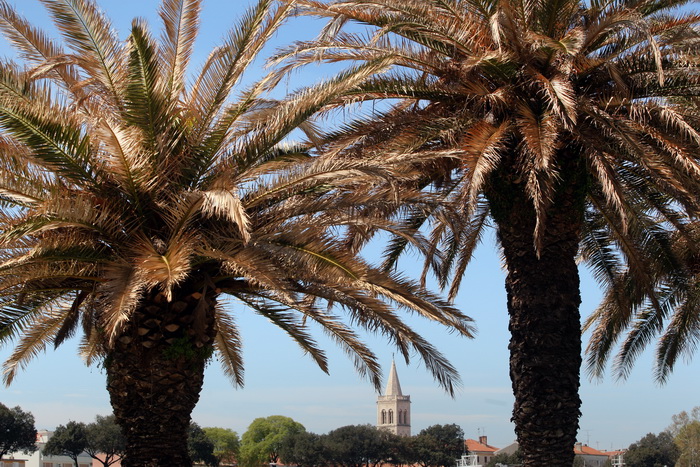 Zadar, 100412.
Palme na Obali kneza Branimira osusile su se , sto je posljedica ovogodisnje natprosjecno hladne i snijezne zime. Uskoro ce radnici Nasada pozutjelo lisce odrezati, sto ce olaksati rast zelenih mladica.
Foto: Jure Miskovic / CROPIX