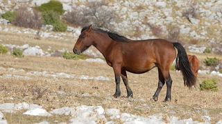 Velebitski divlji konji, Foto: Leo Banić