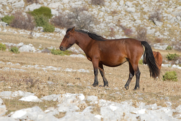 Velebitski divlji konji, Foto: Leo Banić