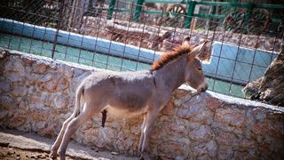 Zaton Obrovački: ZOO s egzotičnim i domaćim životinjama Zaton Obrovački: ZOO s egzotičnim i domaćim životinjama