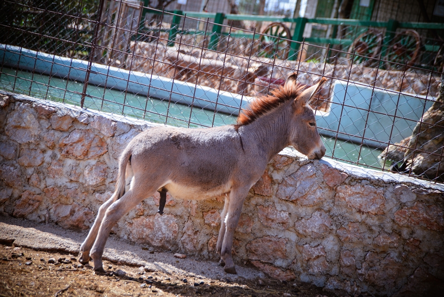 Zaton Obrovački: ZOO s egzotičnim i domaćim životinjama Zaton Obrovački: ZOO s egzotičnim i domaćim životinjama