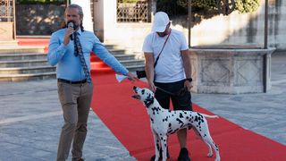 Red Carpet Dalmatian Walk @Trg pet bunara Red Carpet Dalmatian Walk @Trg pet bunara