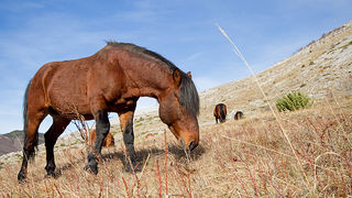 Velebitski divlji konji, Foto: Leo Banić