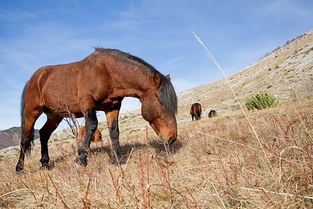 Velebitski divlji konji, Foto: Leo Banić