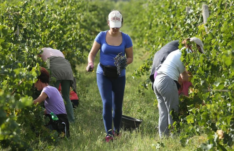 Drniš: Berba grožđa sa više od milijun čokota vinove loze, Photo: Duško Jaramaz/PIXSELL