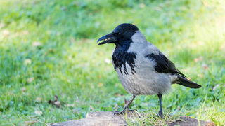 Image 380473 (auto) Image 380473 (auto)