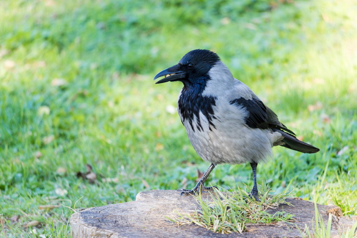 Image 380473 (auto) Image 380473 (auto)