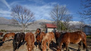 Veliko Rujno: Drago Krapić vlasnik je pedesetak konja koji obitavaju na velebitskim pašnjacima