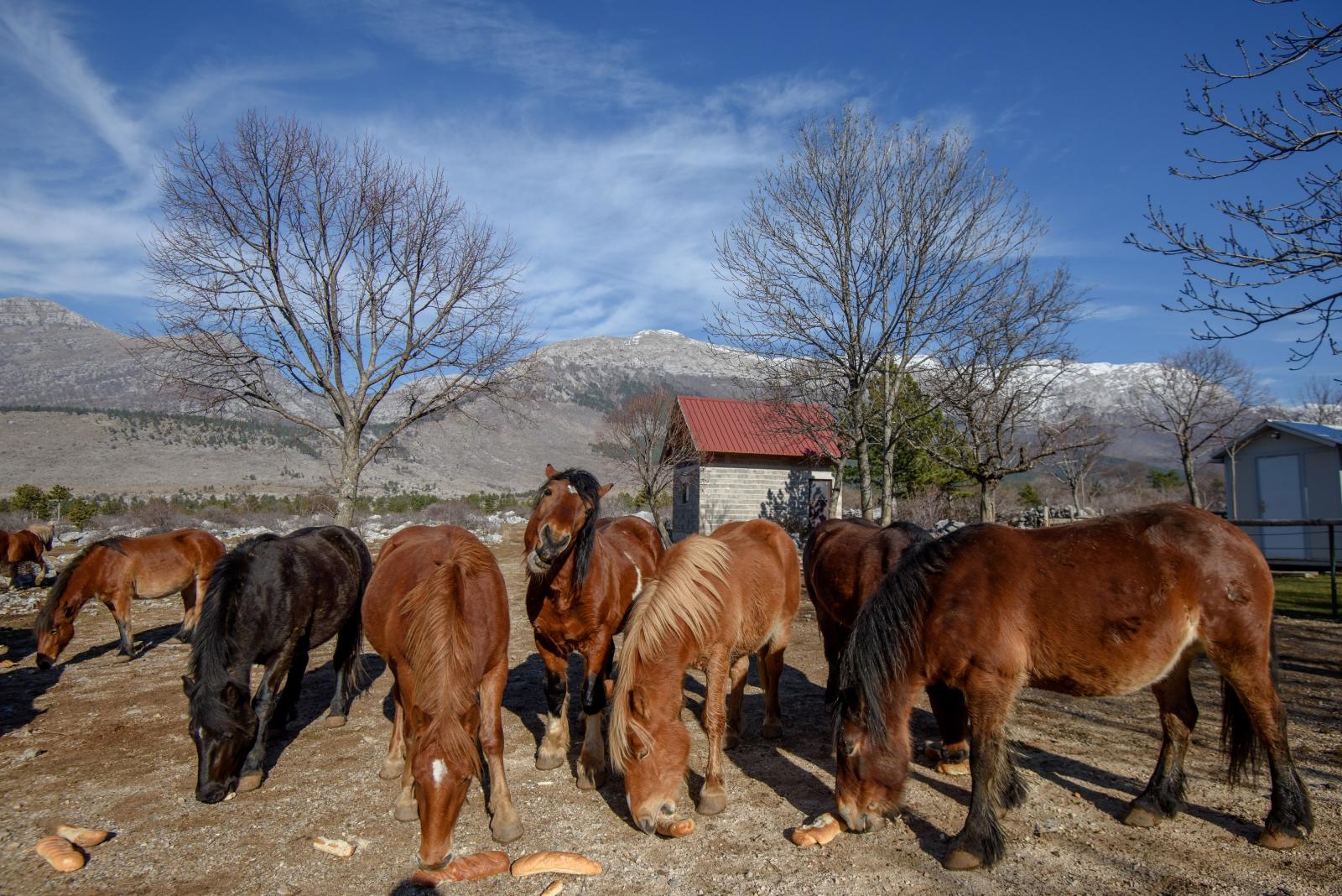Veliko Rujno: Drago Krapić vlasnik je pedesetak konja koji obitavaju na velebitskim pašnjacima