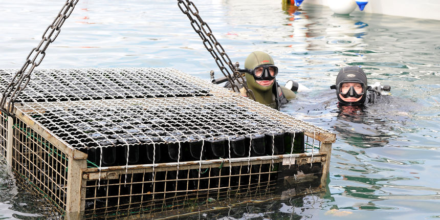 Danas je u mjestu Maslenica pokraj Zadra poduzece Simonic d.o.o. potopilo 800 boca vrhunskog pjenusca Semiska Penina na morsko dno radi dozrjevanja. Foto: Andrija Lucic / Cropix
