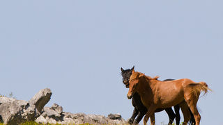 Divlji konji Velebita, foto: Leo Banic