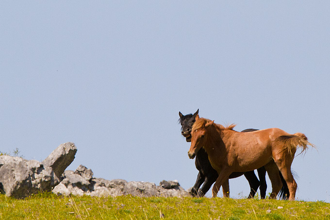 Divlji konji Velebita, foto: Leo Banic