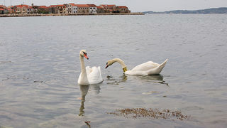 Labudovi u Bibinjama 6. svibnja 2013. Foto: Leo banić Labudovi u Bibinjama 6. svibnja 2013. Foto: Leo banić