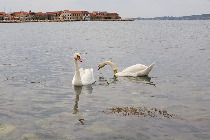 Labudovi u Bibinjama 6. svibnja 2013. Foto: Leo banić Labudovi u Bibinjama 6. svibnja 2013. Foto: Leo banić