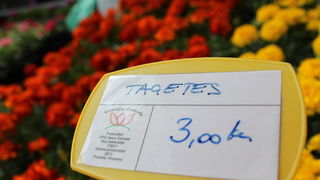 Sveti Filip i Jakov: 11. Dani cvijeca Zadarske zupanije, Foto: Martin Brkljaca Sveti Filip i Jakov: 11. Dani cvijeca Zadarske zupanije, Foto: Martin Brkljaca