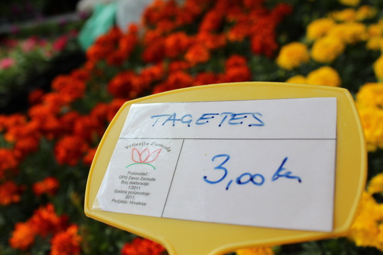 Sveti Filip i Jakov: 11. Dani cvijeca Zadarske zupanije, Foto: Martin Brkljaca Sveti Filip i Jakov: 11. Dani cvijeca Zadarske zupanije, Foto: Martin Brkljaca