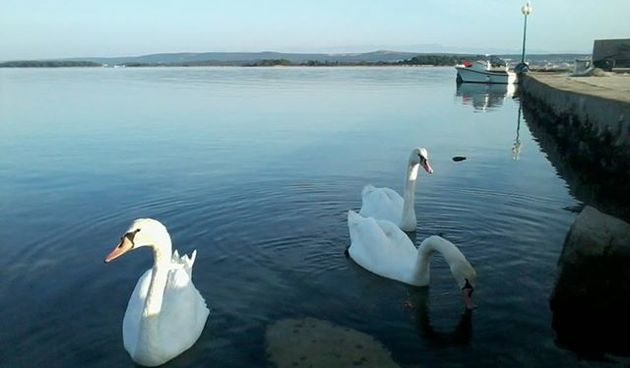 Labudovi u Ugriniću
