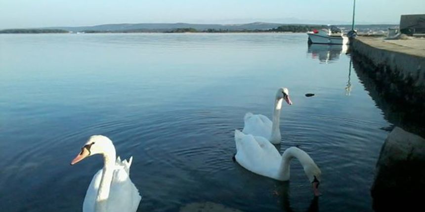 Labudovi u Ugriniću Labudovi u Ugriniću