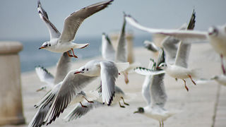 Zadarski let galebova (foto:Saša Čuka)